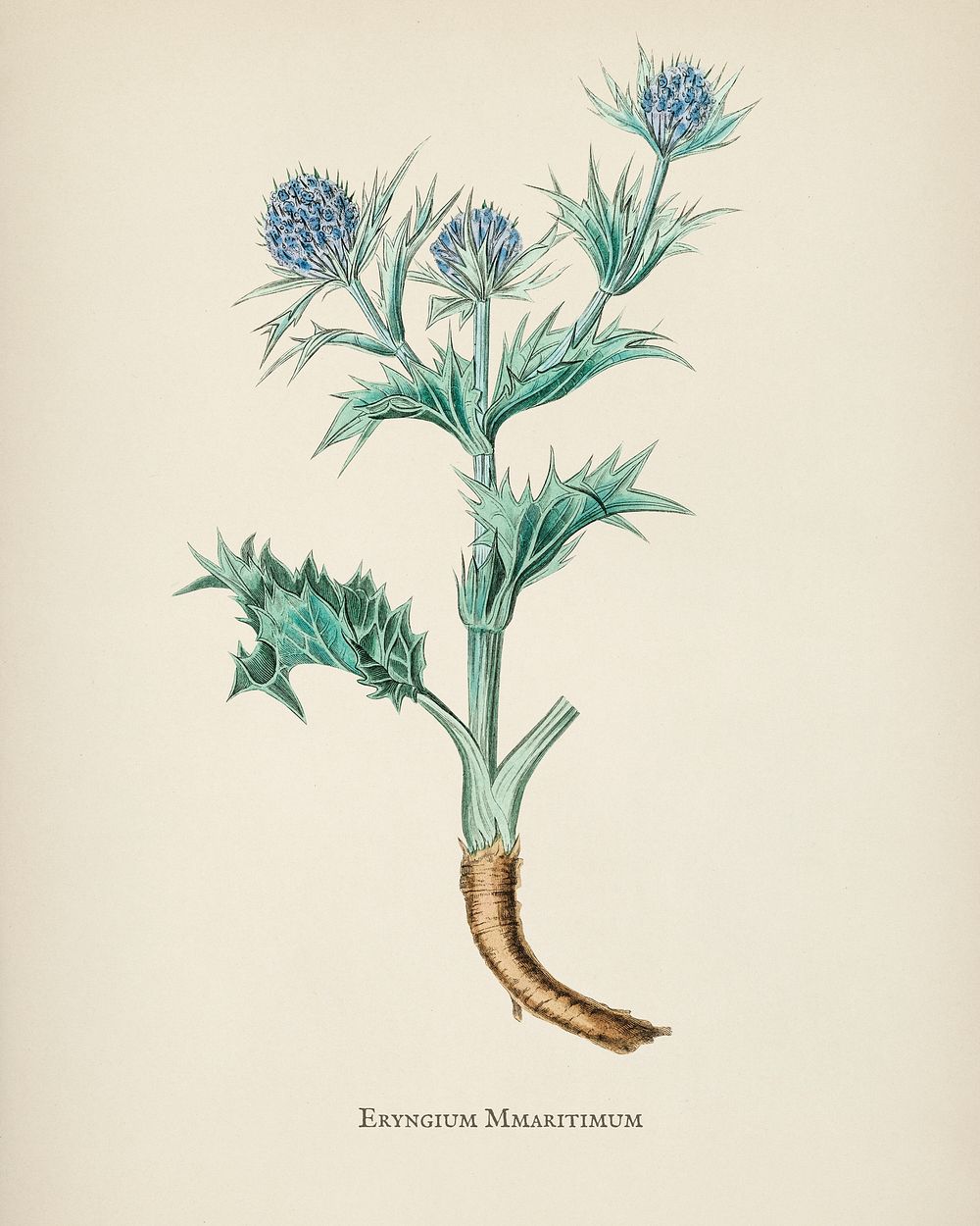 The sea holly (Eryngium mmaritimum) illustration from Medical Botany (1836) by John Stephenson and James Morss Churchill.