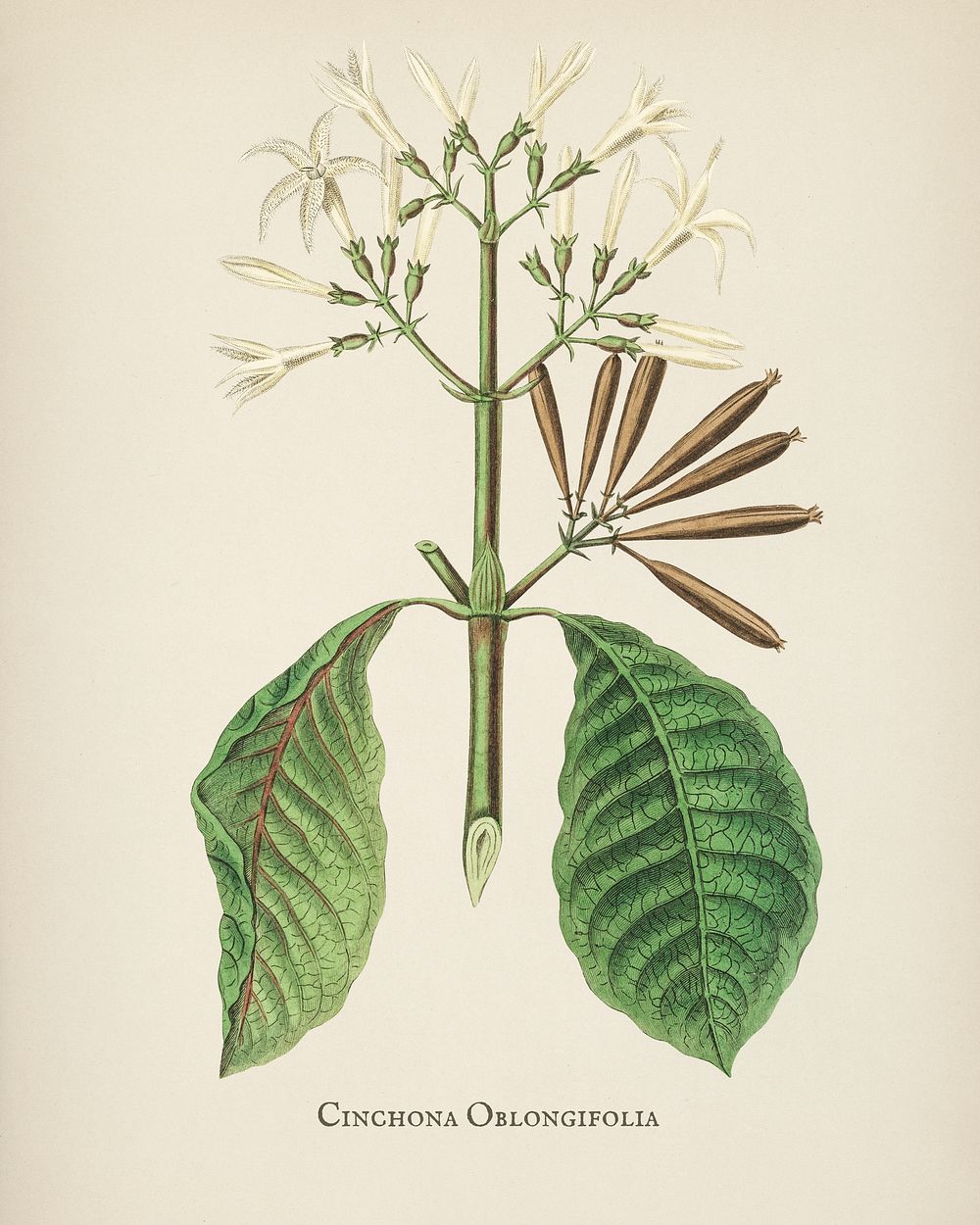 Quina (Cinchona oblongifolia) illustration from Medical Botany (1836) by John Stephenson and James Morss Churchill.