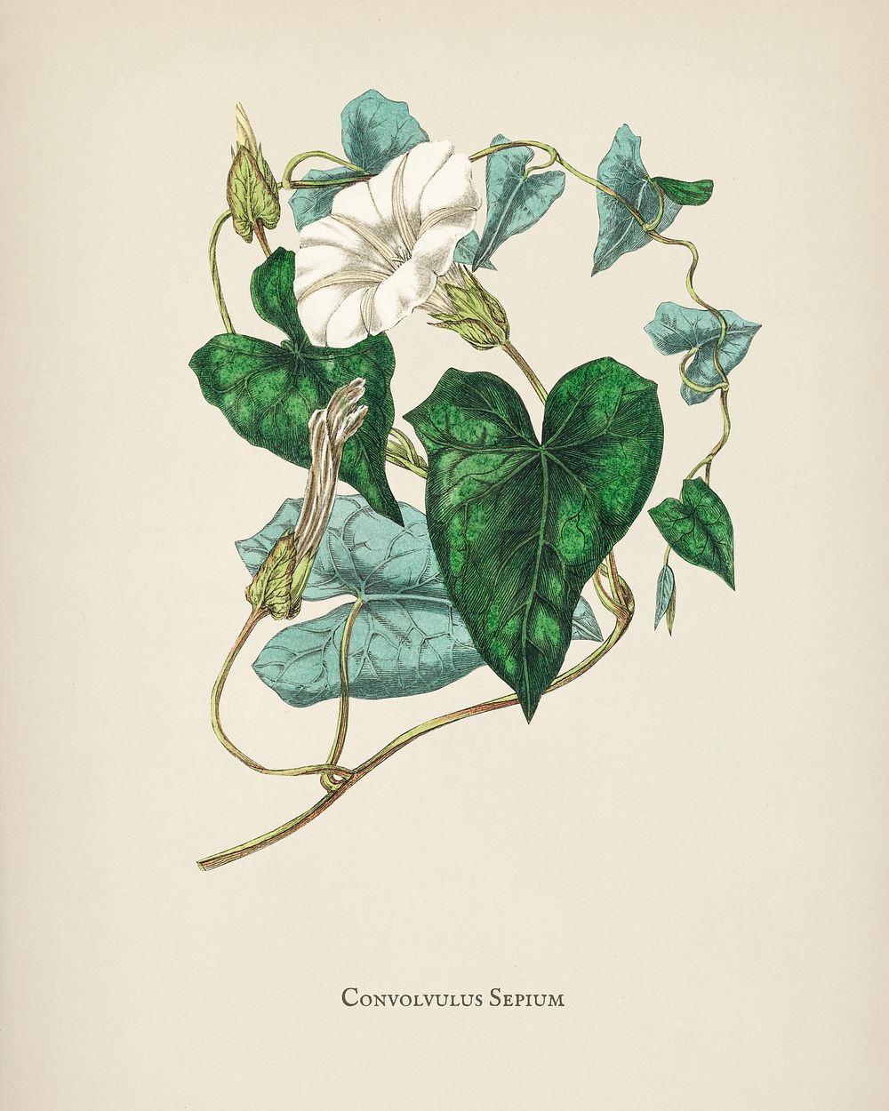 Bindweed (Convolvulus sepium) illustration from Medical Botany (1836) by John Stephenson and James Morss Churchill.