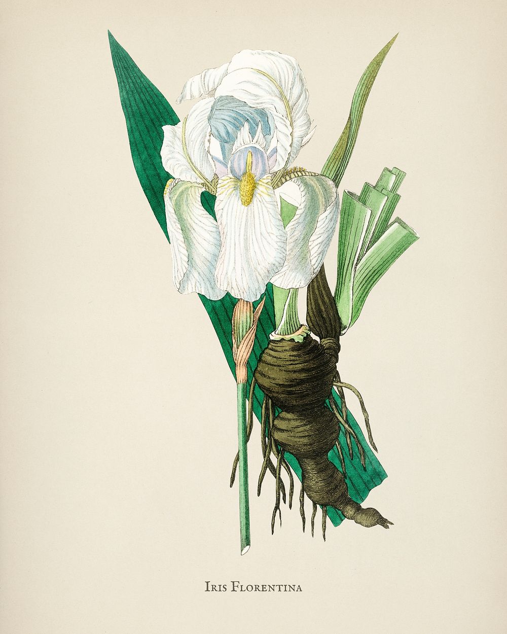 Iris florentina illustration from Medical Botany (1836) by John Stephenson and James Morss Churchill.