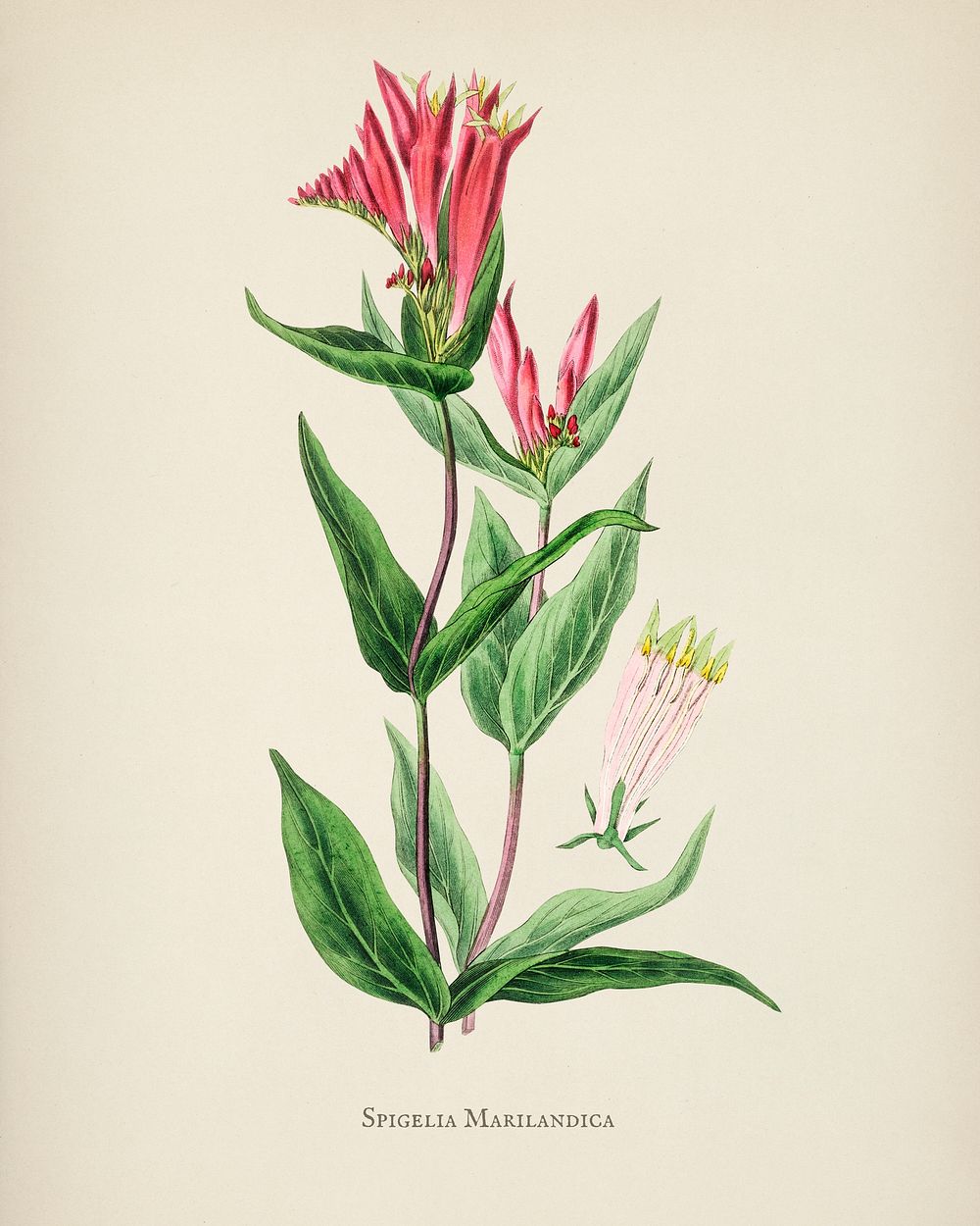 The woodland pinkroot (Spigelia marilandica) illustration from Medical Botany (1836) by John Stephenson and James Morss…