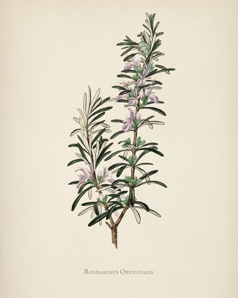Rosemary (Rosmarinus) officinalis illustration from Medical | Premium ...