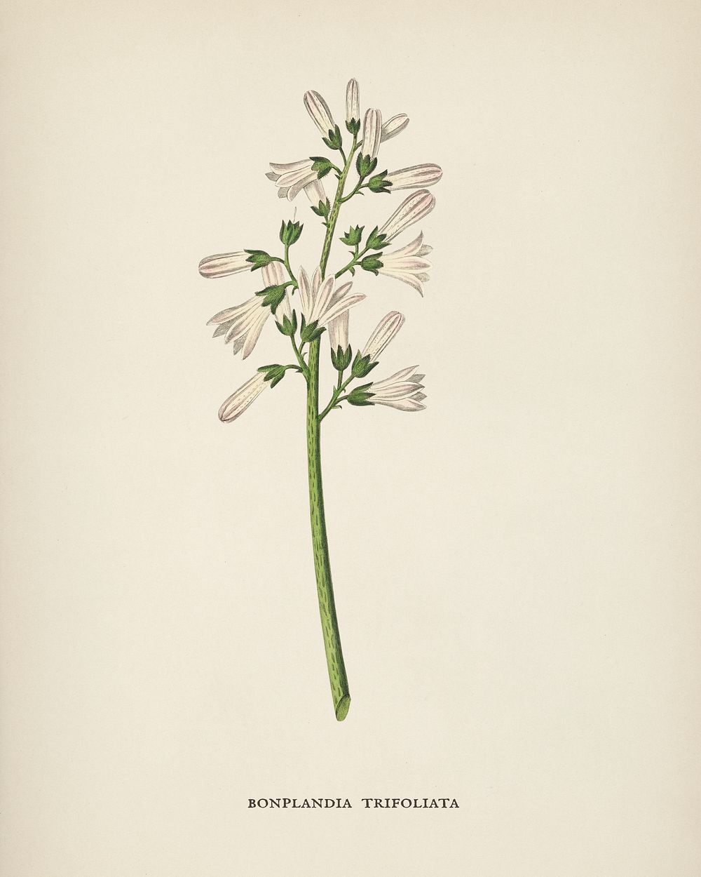 Bonplandia trifoliata illustration from Medical Botany (1836) by John Stephenson and James Morss Churchill.