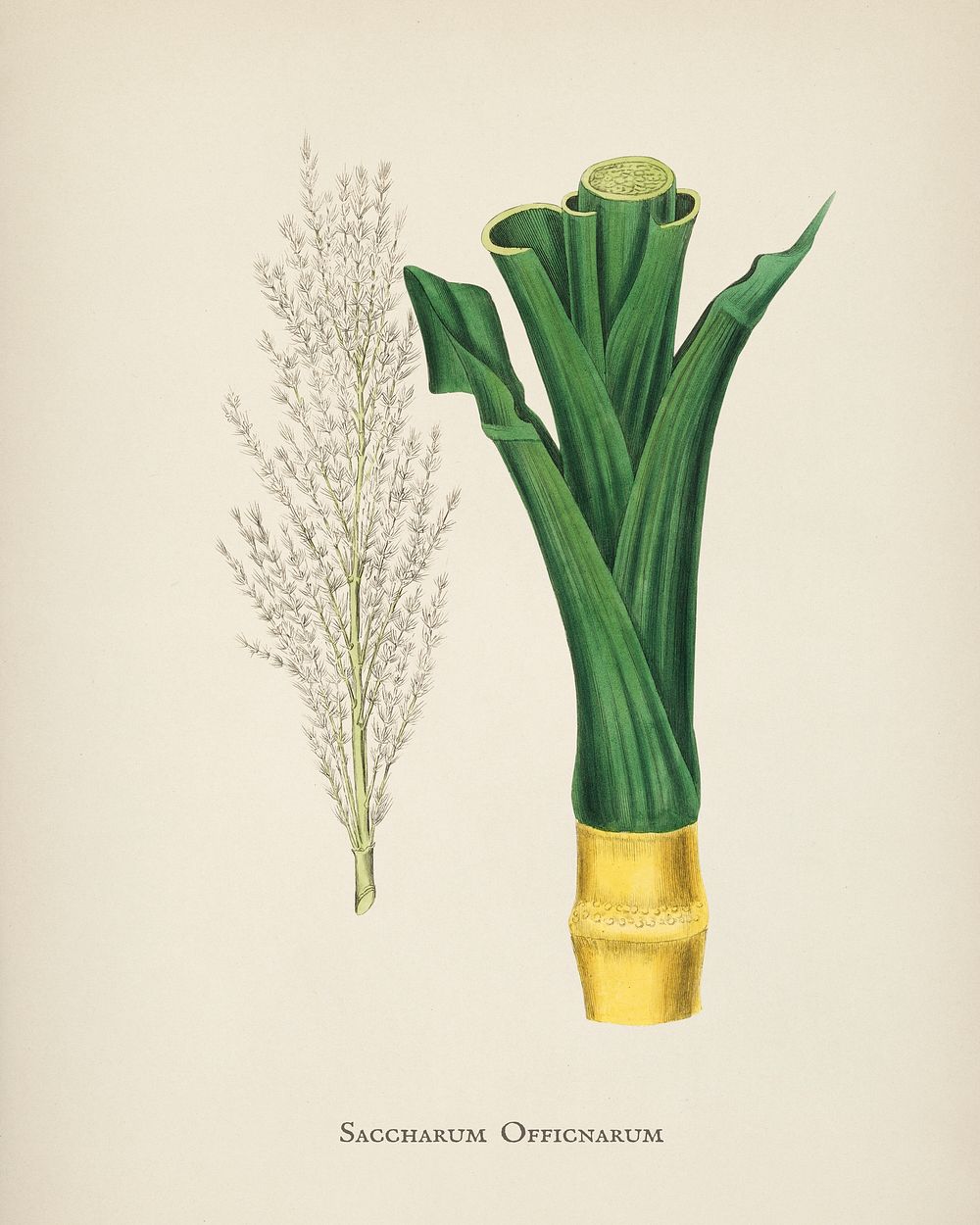 Sugarcane (Saccharum officnarum) illustration from Medical Botany (1836) by John Stephenson and James Morss Churchill.