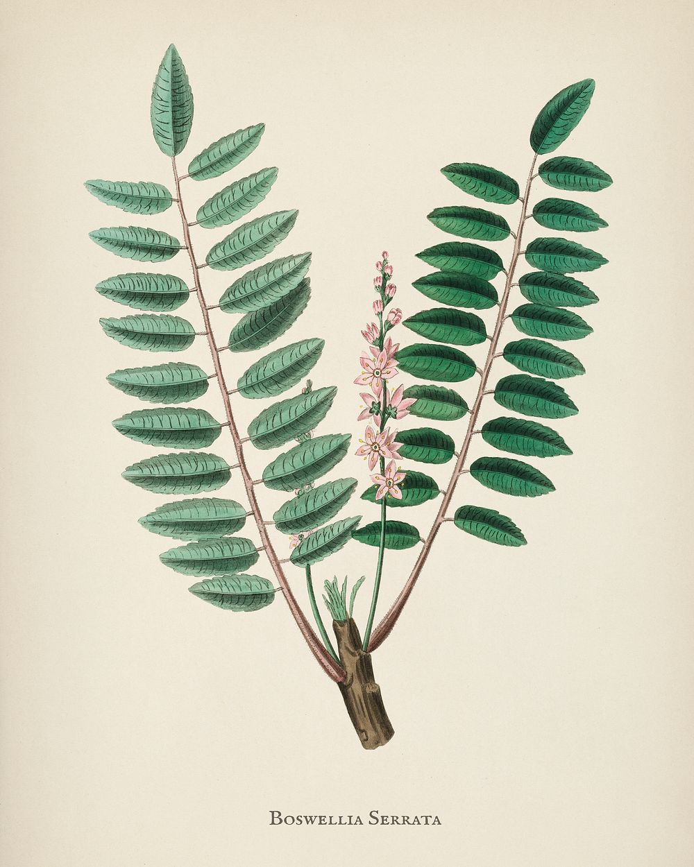 Boswellia serrata illustration from Medical Botany (1836) by John Stephenson and James Morss Churchill.