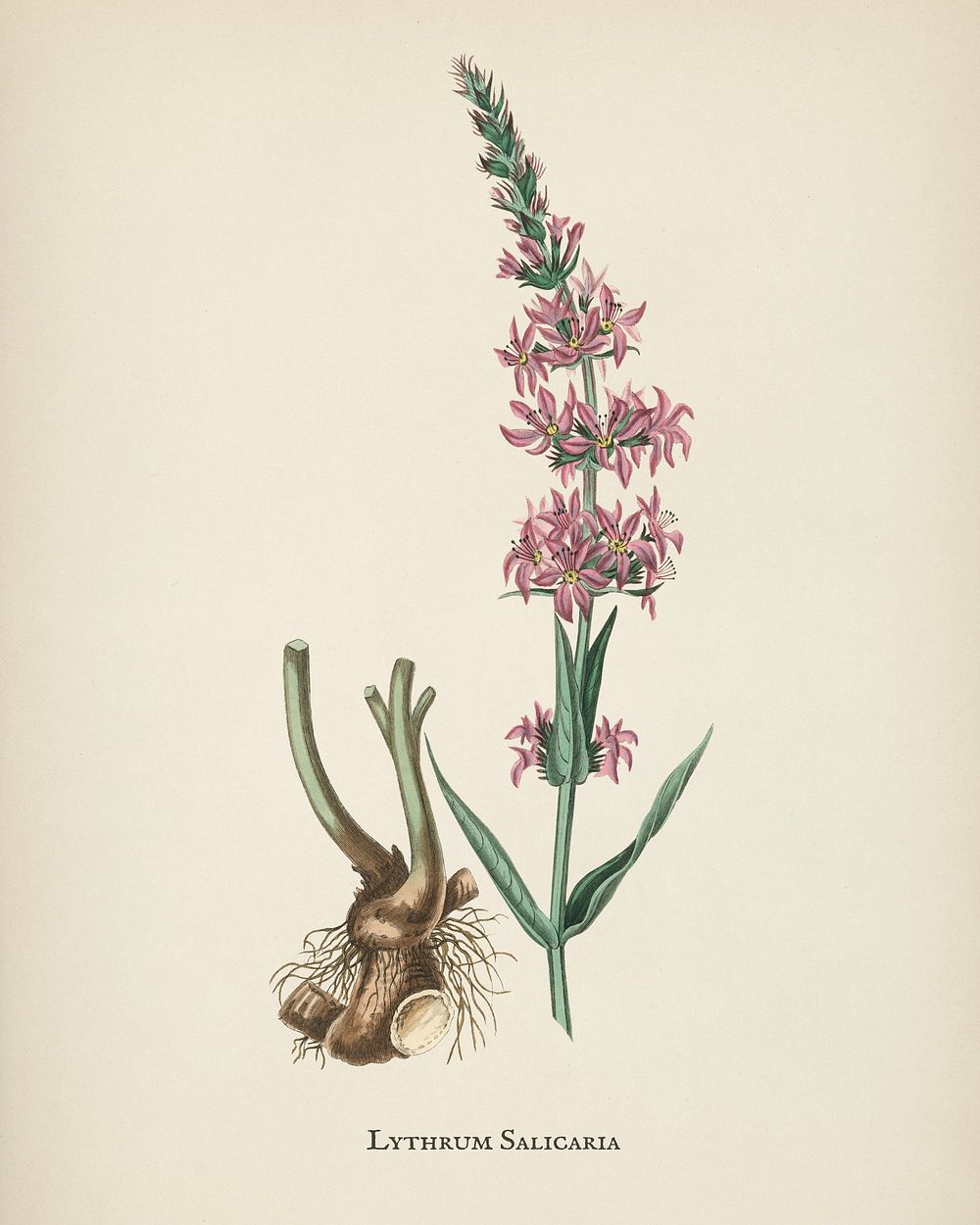 Purple loosestrife (Lythrum salicaria) illustration from Medical Botany (1836) by John Stephenson and James Morss Churchill.