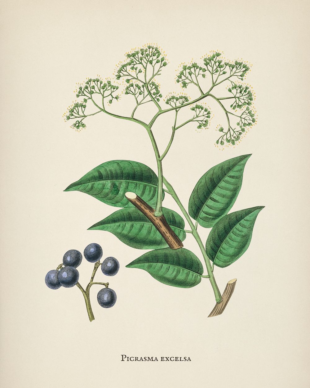 Picrasma excelsa illustration from Medical Botany (1836) by John Stephenson and James Morss Churchill.