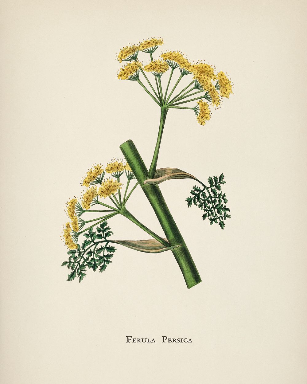 Ferula persica illustration from Medical Botany (1836) by John Stephenson and James Morss Churchill.