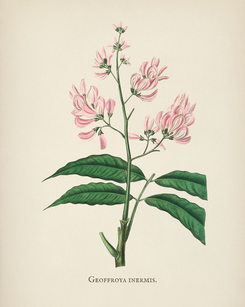 Geoffroya inermis illustration from Medical Botany (1836) by John Stephenson and James Morss Churchill.