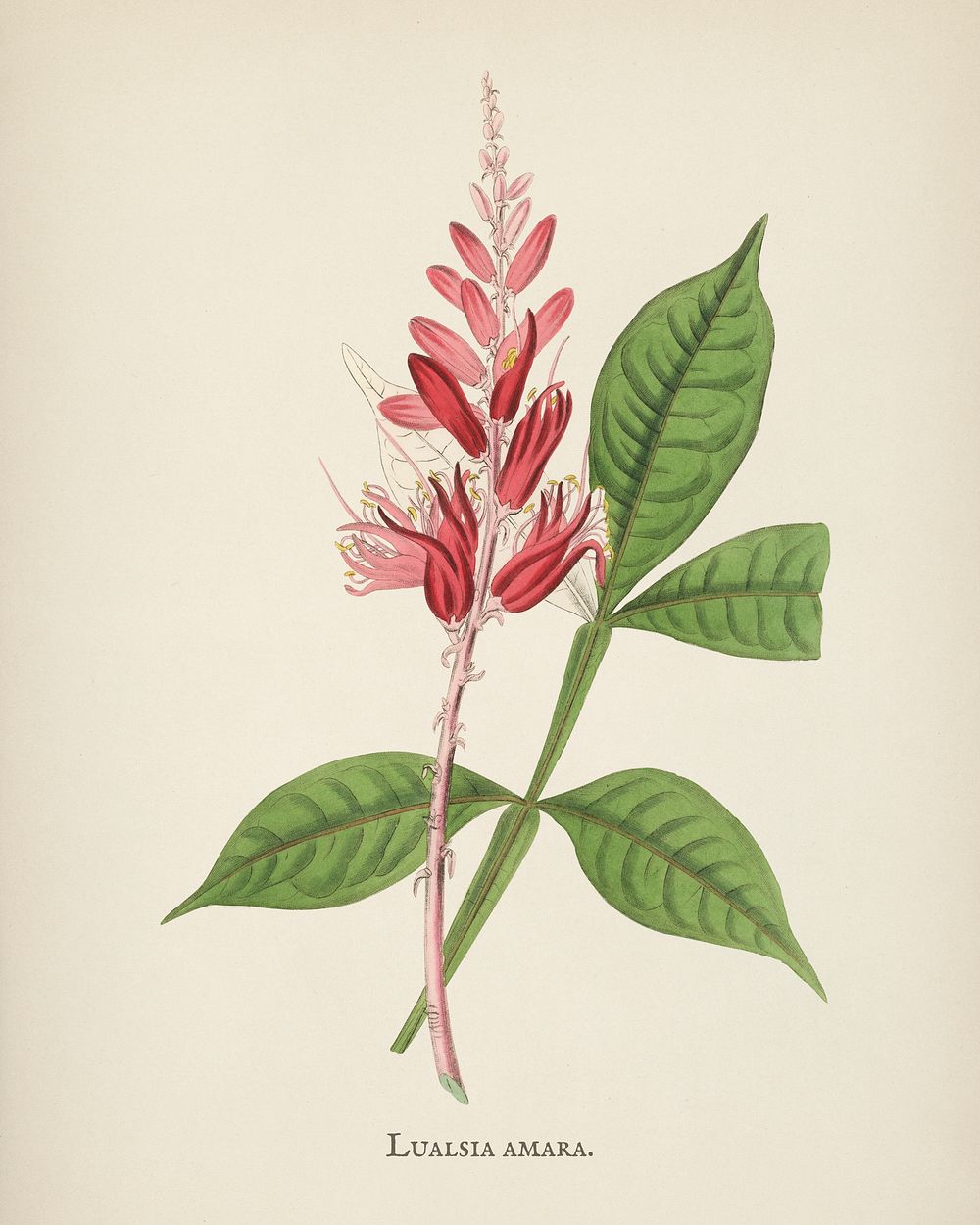 Lunasia amara illustration from Medical Botany (1836) by John Stephenson and James Morss Churchill.