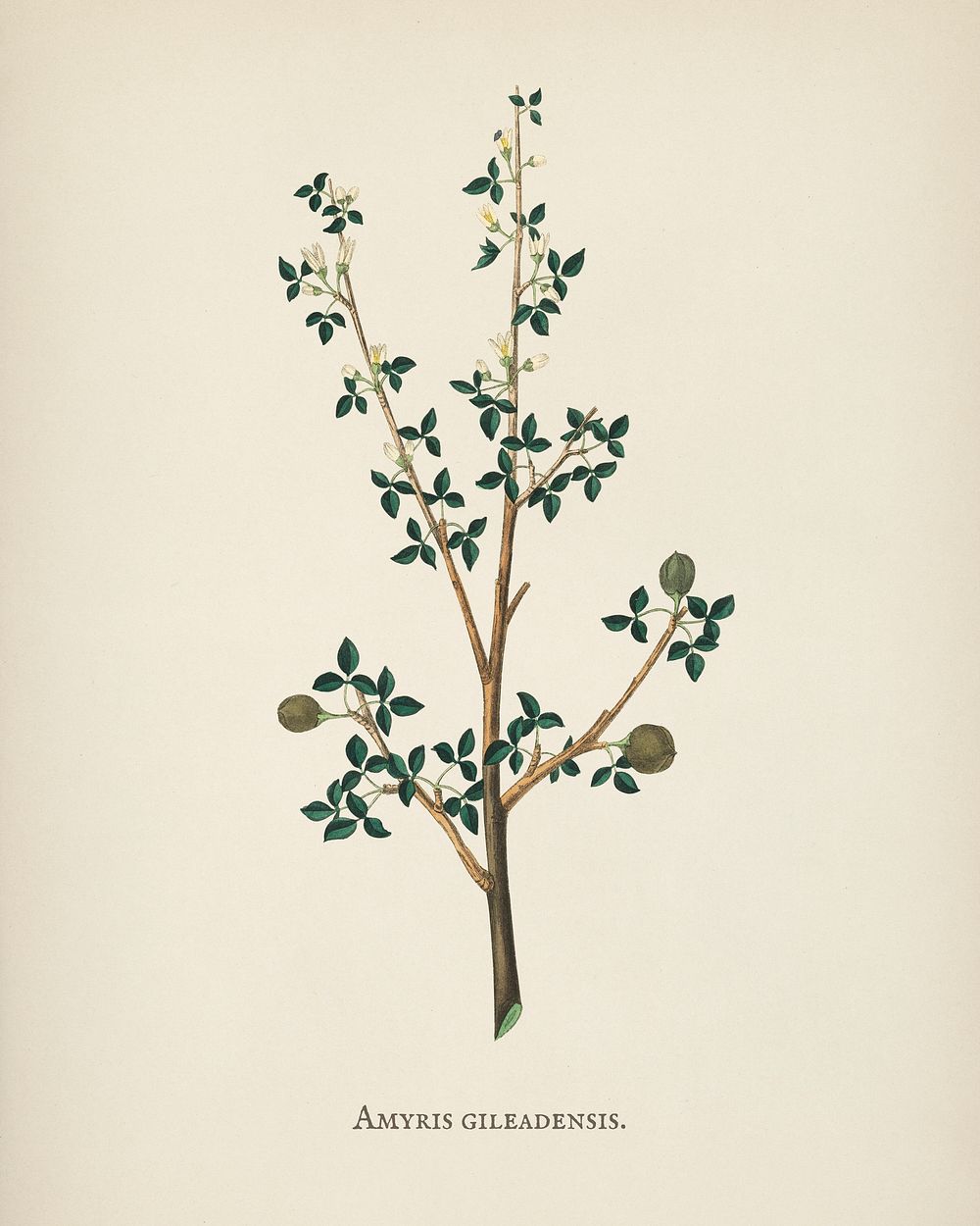 Torchwoods (Amyris gileadensis) illustration from Medical Botany (1836) by John Stephenson and James Morss Churchill.