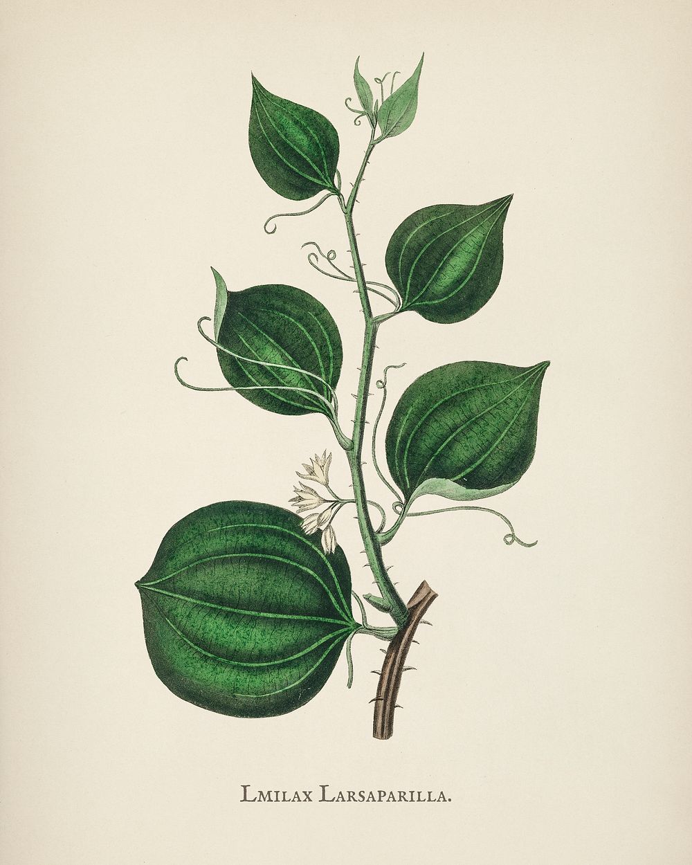 Lmilax larsaparilla illustration from Medical Botany (1836) by John Stephenson and James Morss Churchill.