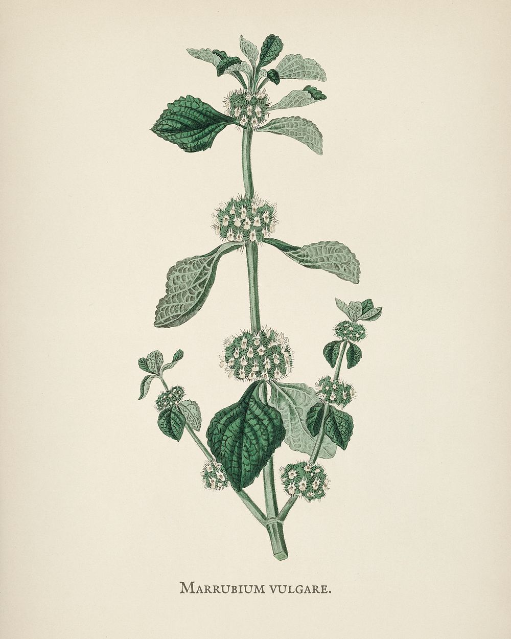 White horehound (Marrubium vulgare) illustration from Medical Botany (1836) by John Stephenson and James Morss Churchill.
