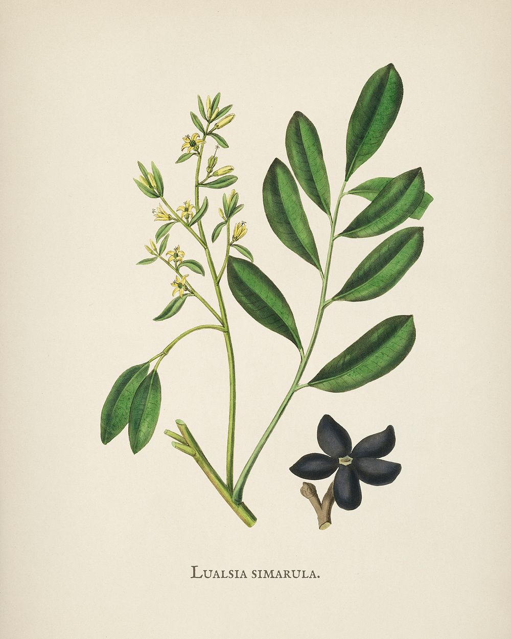 Lualsia simarula illustration from Medical Botany (1836) by John Stephenson and James Morss Churchill.