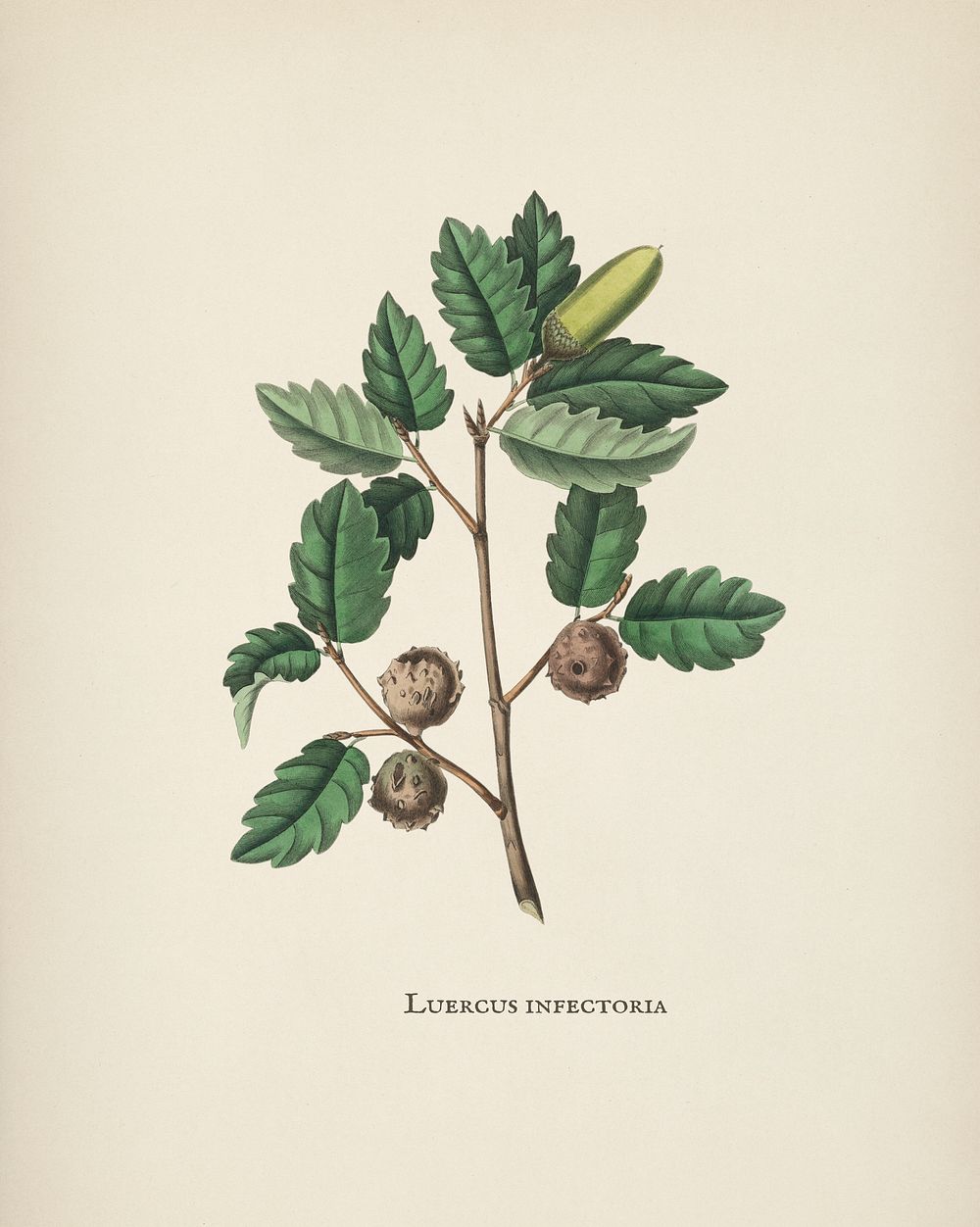 Aleppo oak (Luercus infectoria) illustration from Medical Botany (1836) by John Stephenson and James Morss Churchill.