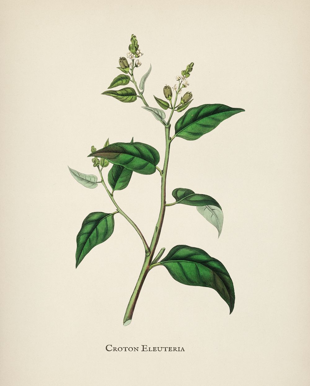 Croton eleuteria illustration from Medical Botany (1836) by John Stephenson and James Morss Churchill.