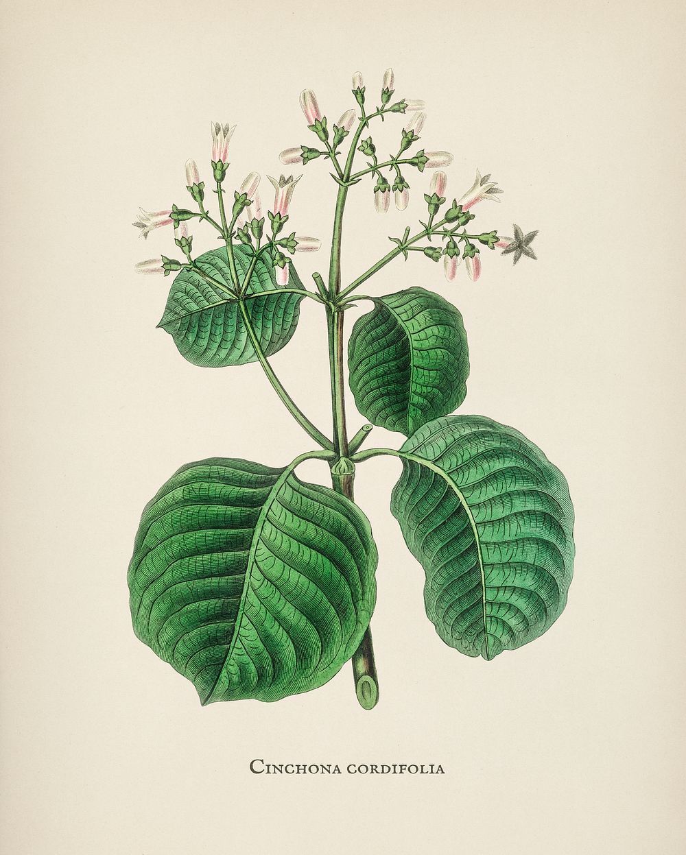 Cartagena bark (cinchona cordifolia) illustration from Medical Botany (1836) by John Stephenson and James Morss Churchill.