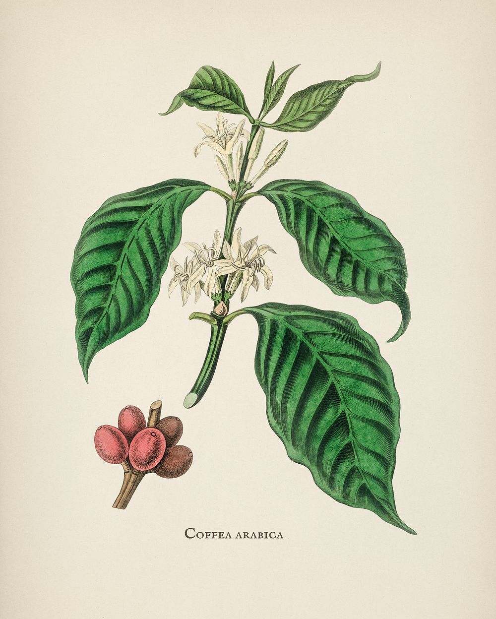 Coffea arabica illustration from Medical Botany (1836) by John Stephenson and James Morss Churchill.