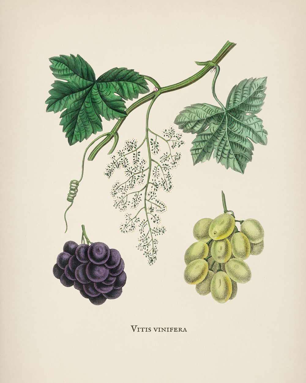 Common grape vine (Vitis vinifera) illustration from Medical Botany (1836) by John Stephenson and James Morss Churchill.