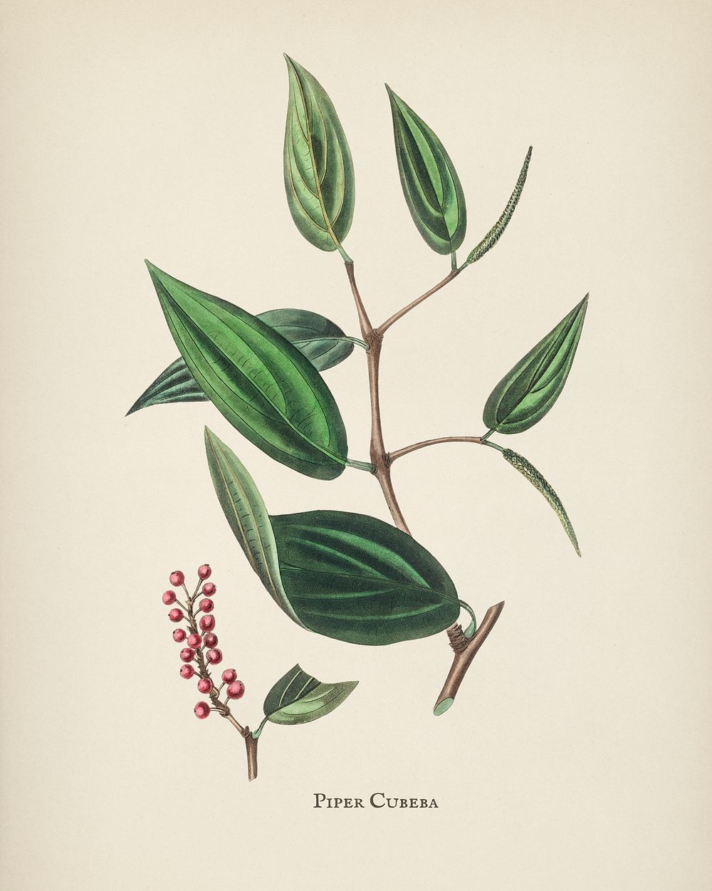 Piper cubeba illustration from Medical Botany (1836) by John Stephenson and James Morss Churchill.