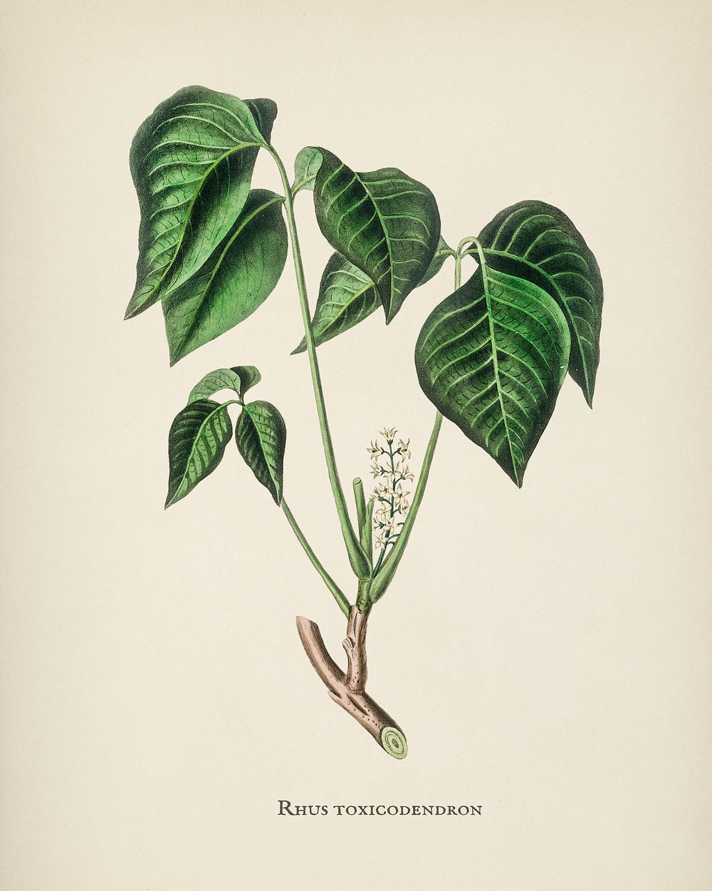 Poison ivy (Rhus toxicodendron) illustration from Medical Botany (1836) by John Stephenson and James Morss Churchill.