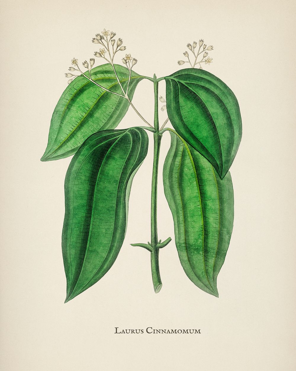 True cinnamon tree (Laurus cinnamomum) illustration from Medical Botany (1836) by John Stephenson and James Morss Churchill.