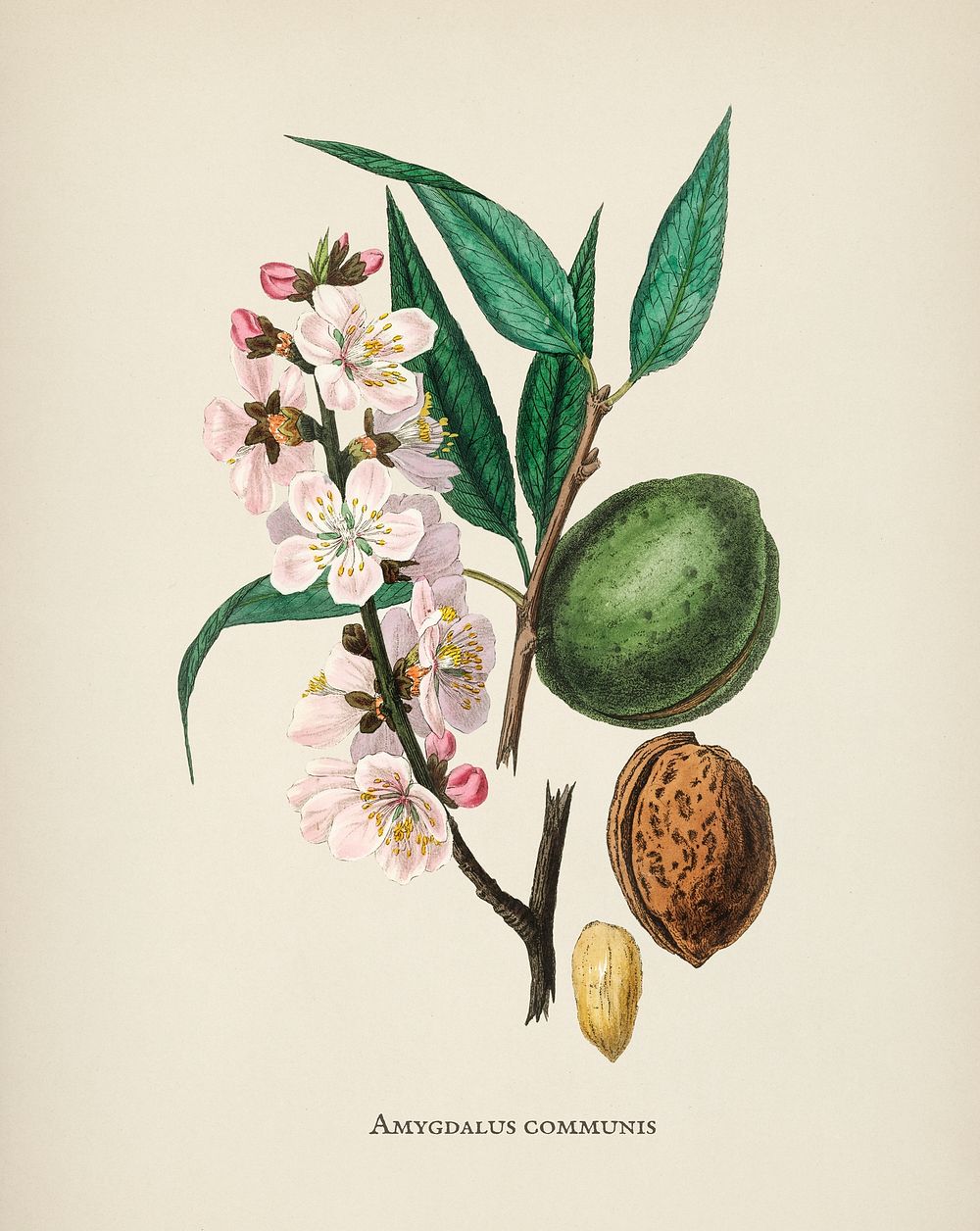 The almond (Amygdalus communis) illustration from Medical Botany (1836) by John Stephenson and James Morss Churchill.