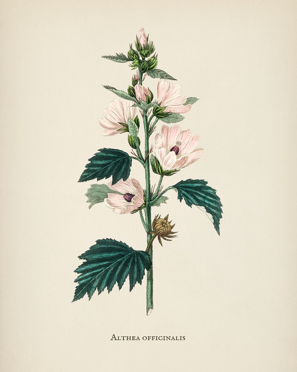 Common marshmallow (Althea officinalis) illustration from Medical Botany (1836) by John Stephenson and James Morss Churchill.