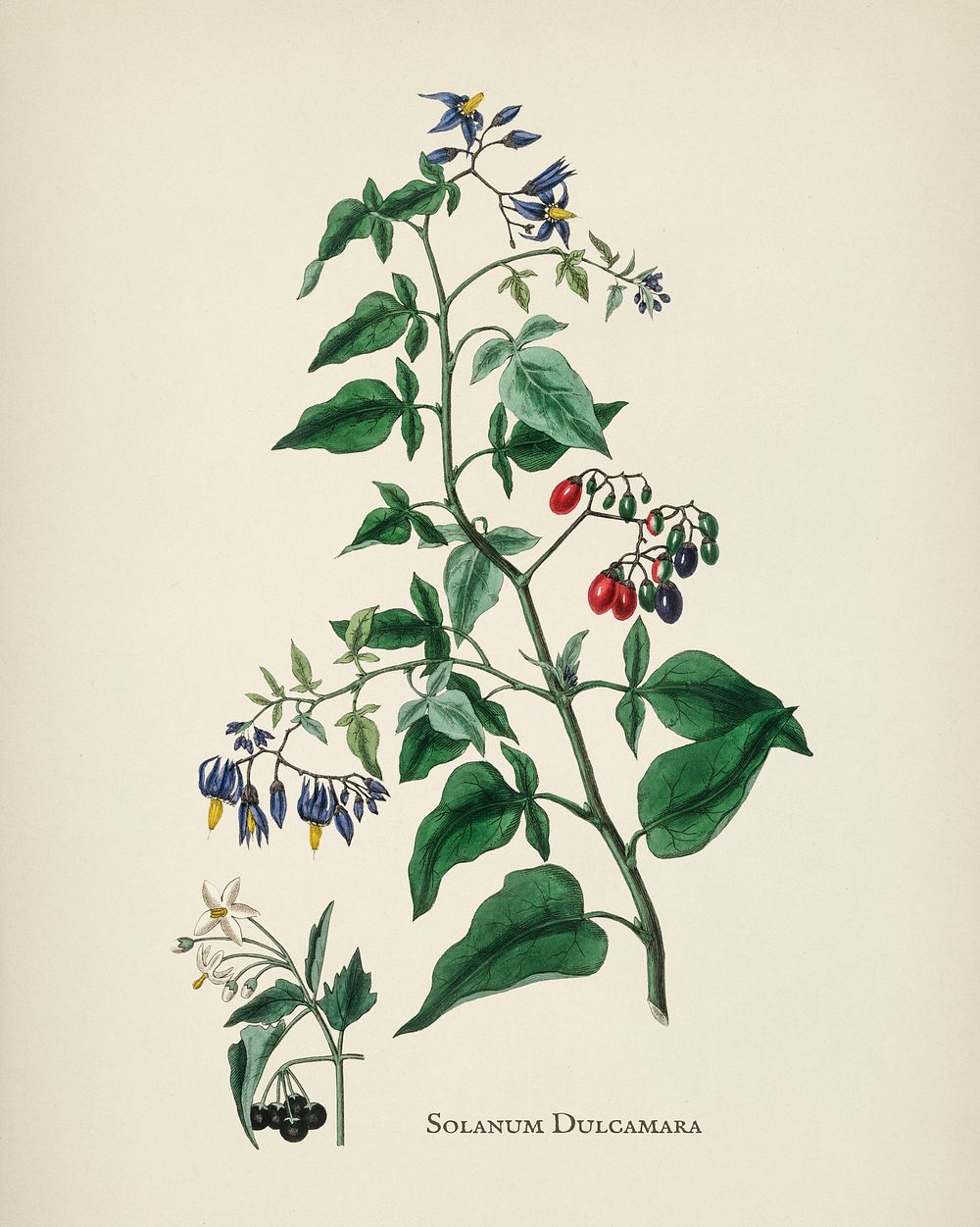 Bittersweet (Solanum dulcamara) illustration from Medical Botany (1836) by John Stephenson and James Morss Churchill.