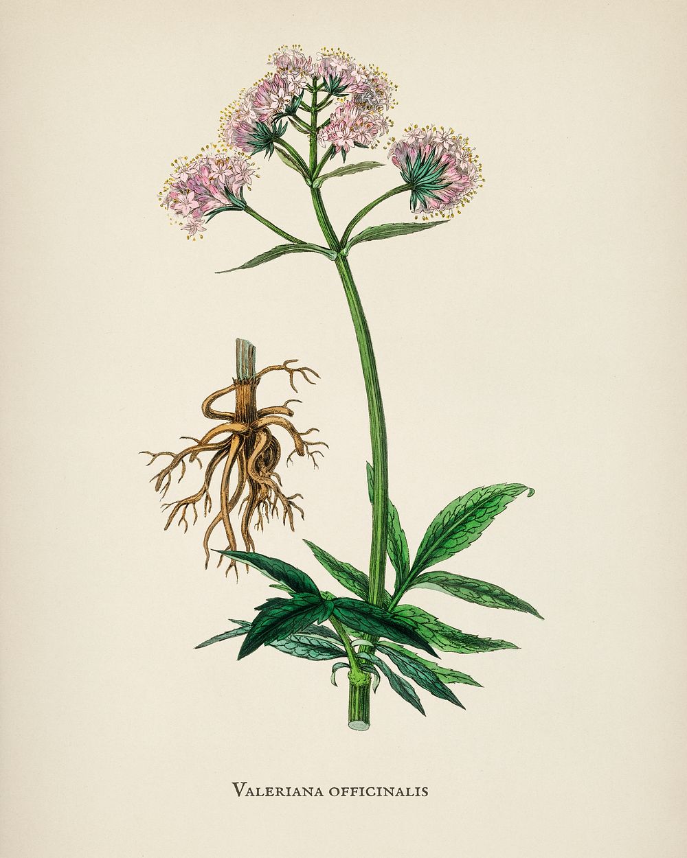 Valerian (Valeriana officinalis) illustration from Medical Botany (1836) by John Stephenson and James Morss Churchill.
