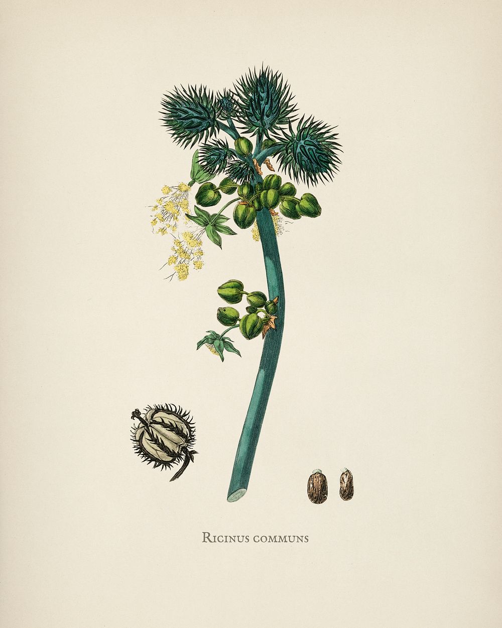 Castor oil plant (Ricinus communs) illustration from Medical Botany (1836) by John Stephenson and James Morss Churchill.