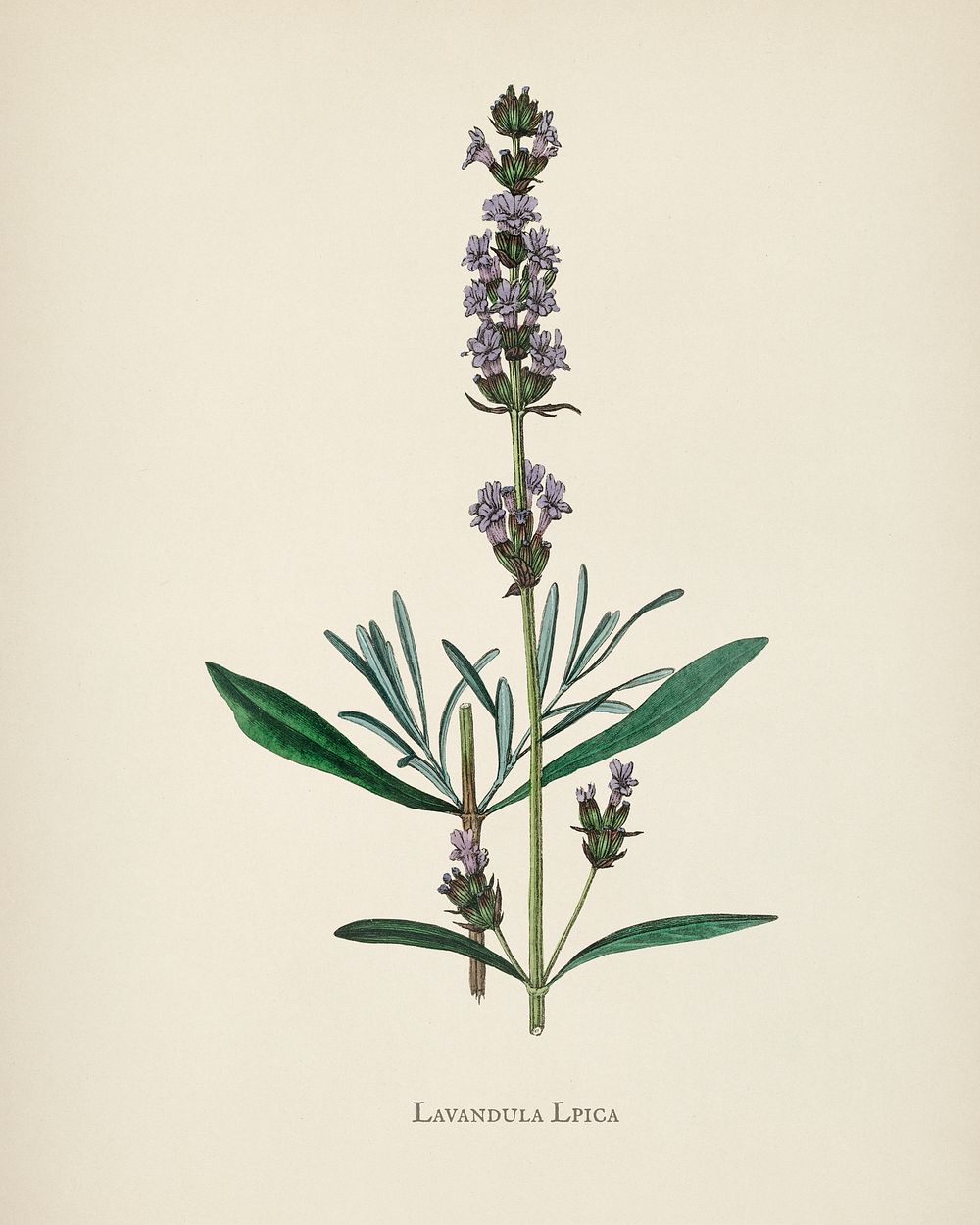 Lavender (Lavandula ipica) illustration from Medical Botany (1836) by John Stephenson and James Morss Churchill.