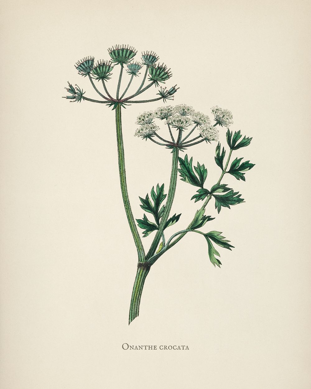 Water dropwort (Onanthe grocata) illustration from Medical Botany (1836) by John Stephenson and James Morss Churchill.
