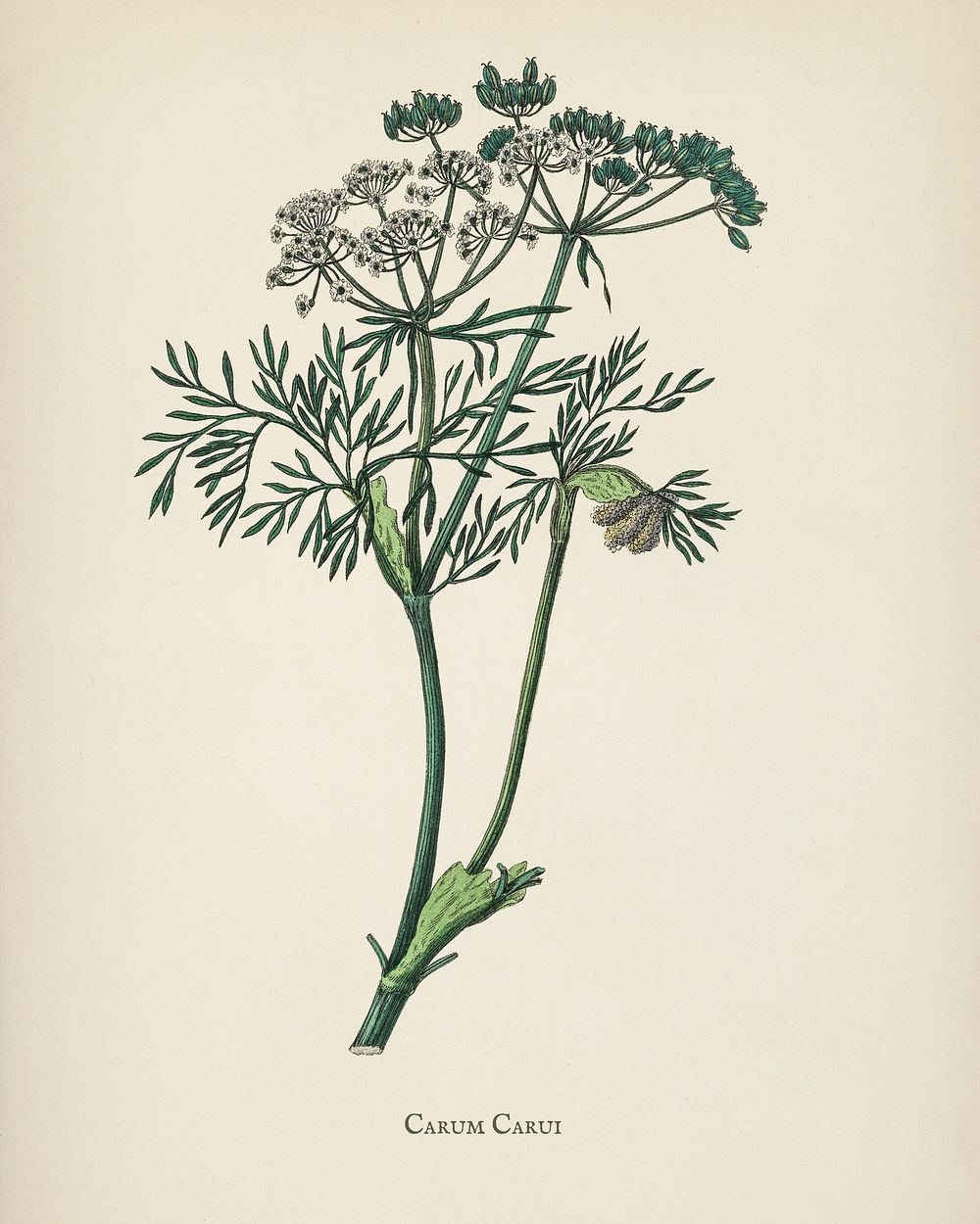 Caraway (Carum carui) illustration from Medical Botany (1836) by John Stephenson and James Morss Churchill.