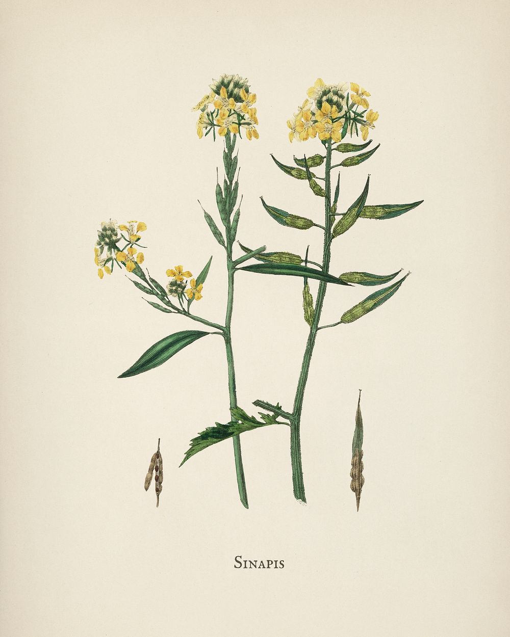 Mustard (Sinapis) illustration from Medical Botany (1836) by John Stephenson and James Morss Churchill.