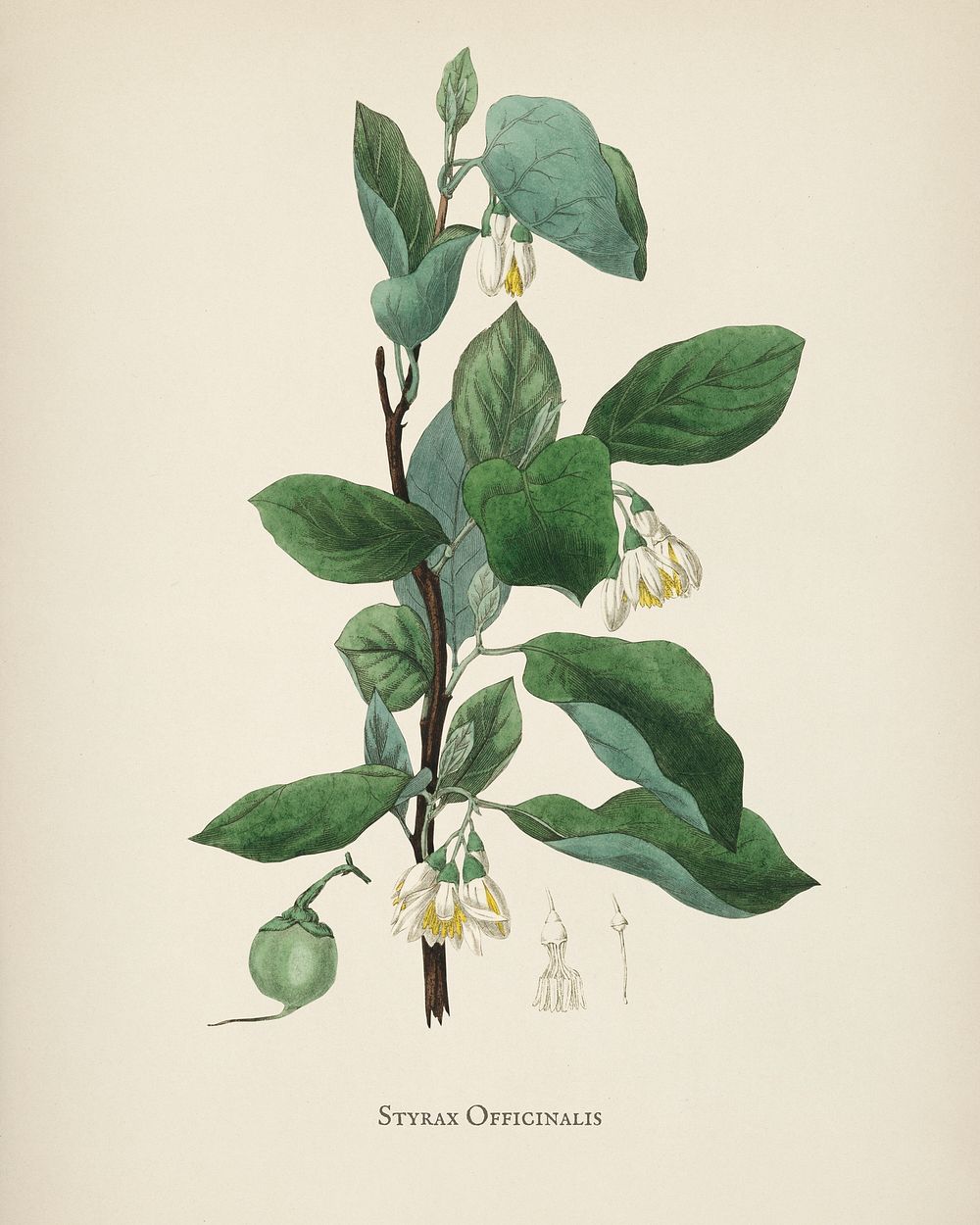 Styrax officinalis illustration from Medical Botany (1836) by John Stephenson and James Morss Churchill.