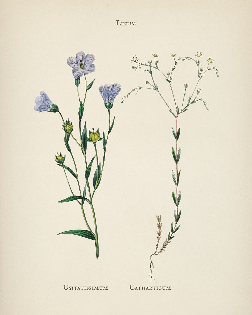 Flax (Linum) illustration from Medical Botany (1836) by John Stephenson and James Morss Churchill.