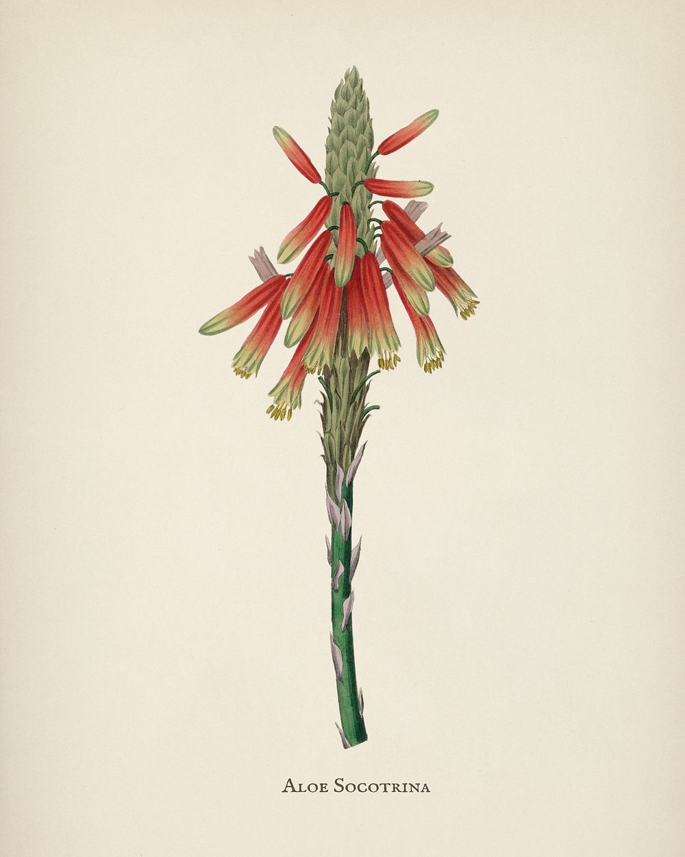 Aloe socotrina illustration from Medical Botany (1836) by John Stephenson and James Morss Churchill.