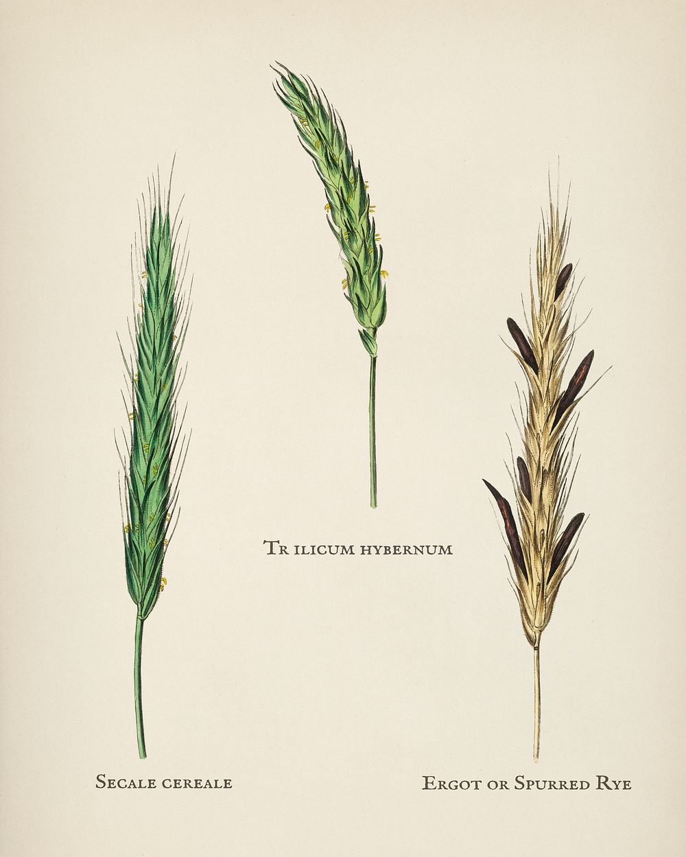 Rye illustration from Medical Botany (1836) by John Stephenson and James Morss Churchill.