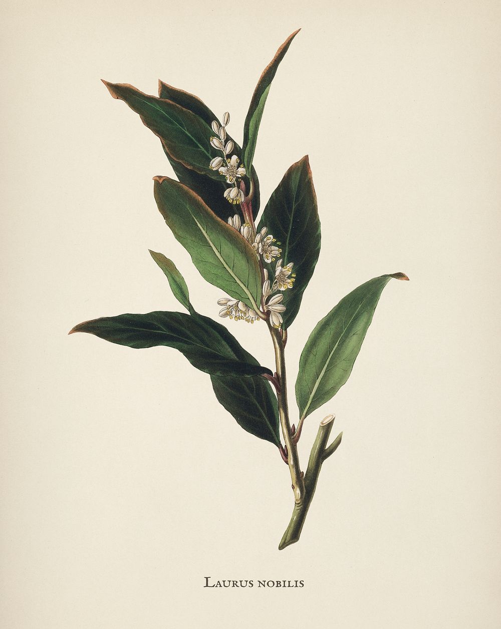 Bay laurel (Laurus nobilis) illustration from Medical Botany (1836) by John Stephenson and James Morss Churchill.