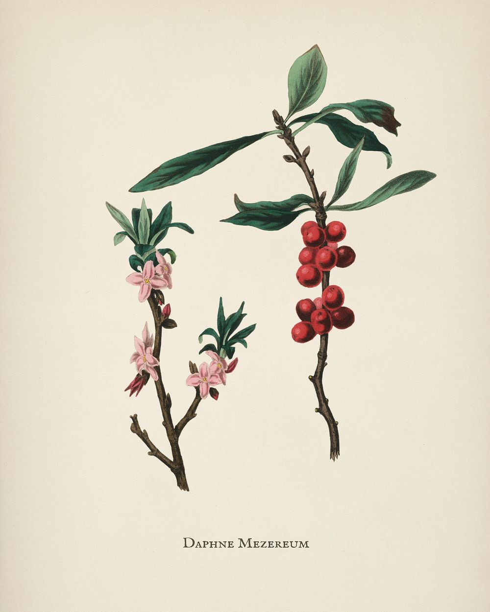 February daphne (Daphne mezereum) illustration from Medical Botany (1836) by John Stephenson and James Morss Churchill.