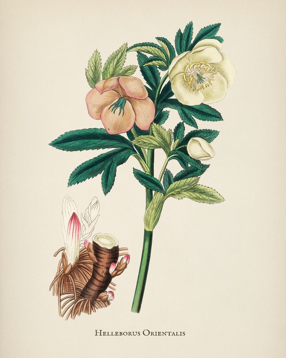 Hellebore (Helleborus orientalis) illustration from Medical Botany (1836) by John Stephenson and James Morss Churchill.