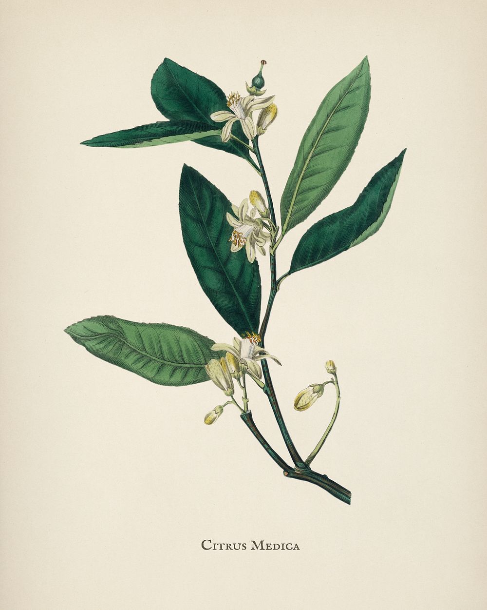 Citron (Citrus medica) illustration from Medical Botany (1836) by John Stephenson and James Morss Churchill.