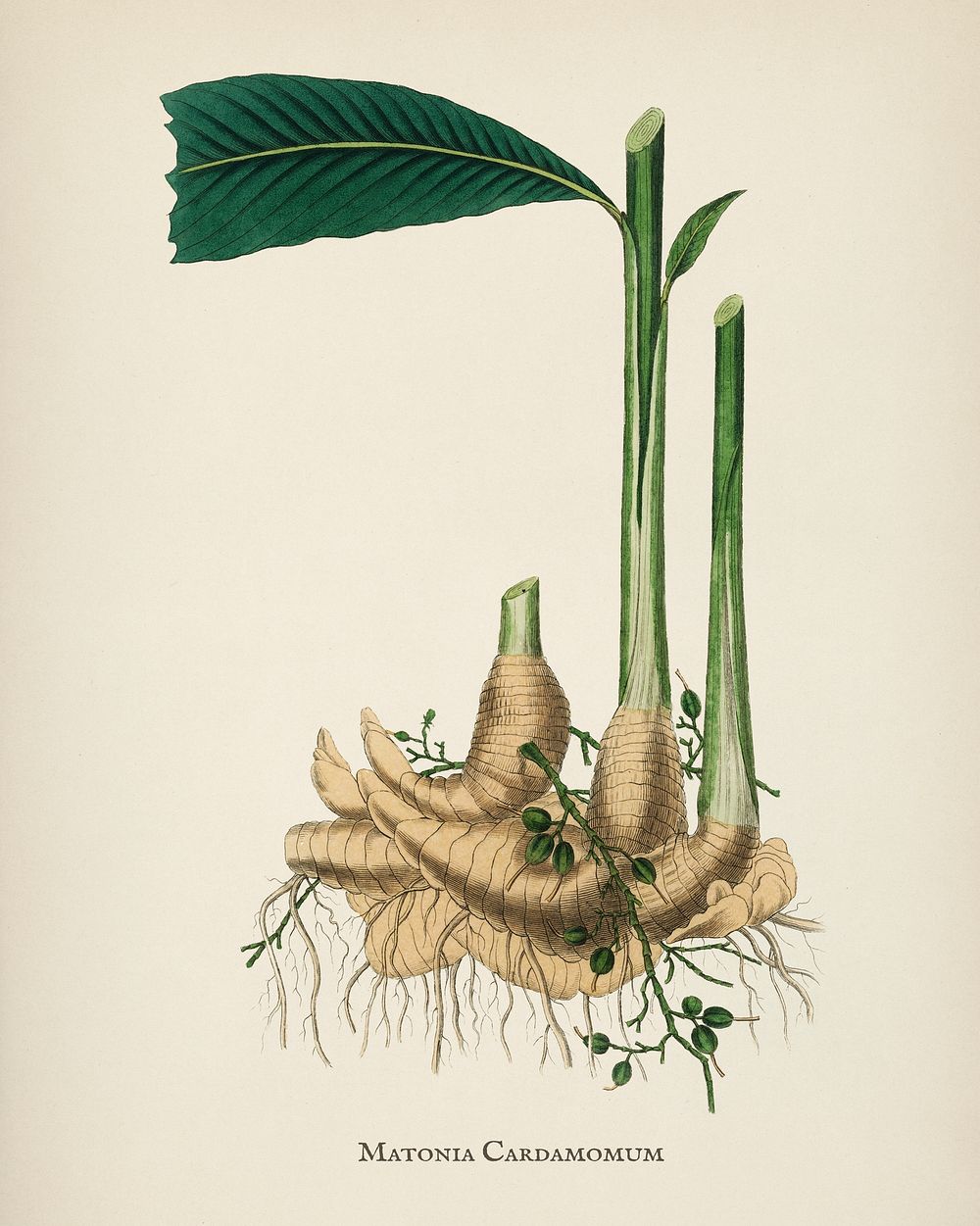 True cardamom (Matonia cardamomun) illustration from Medical Botany (1836) by John Stephenson and James Morss Churchill.