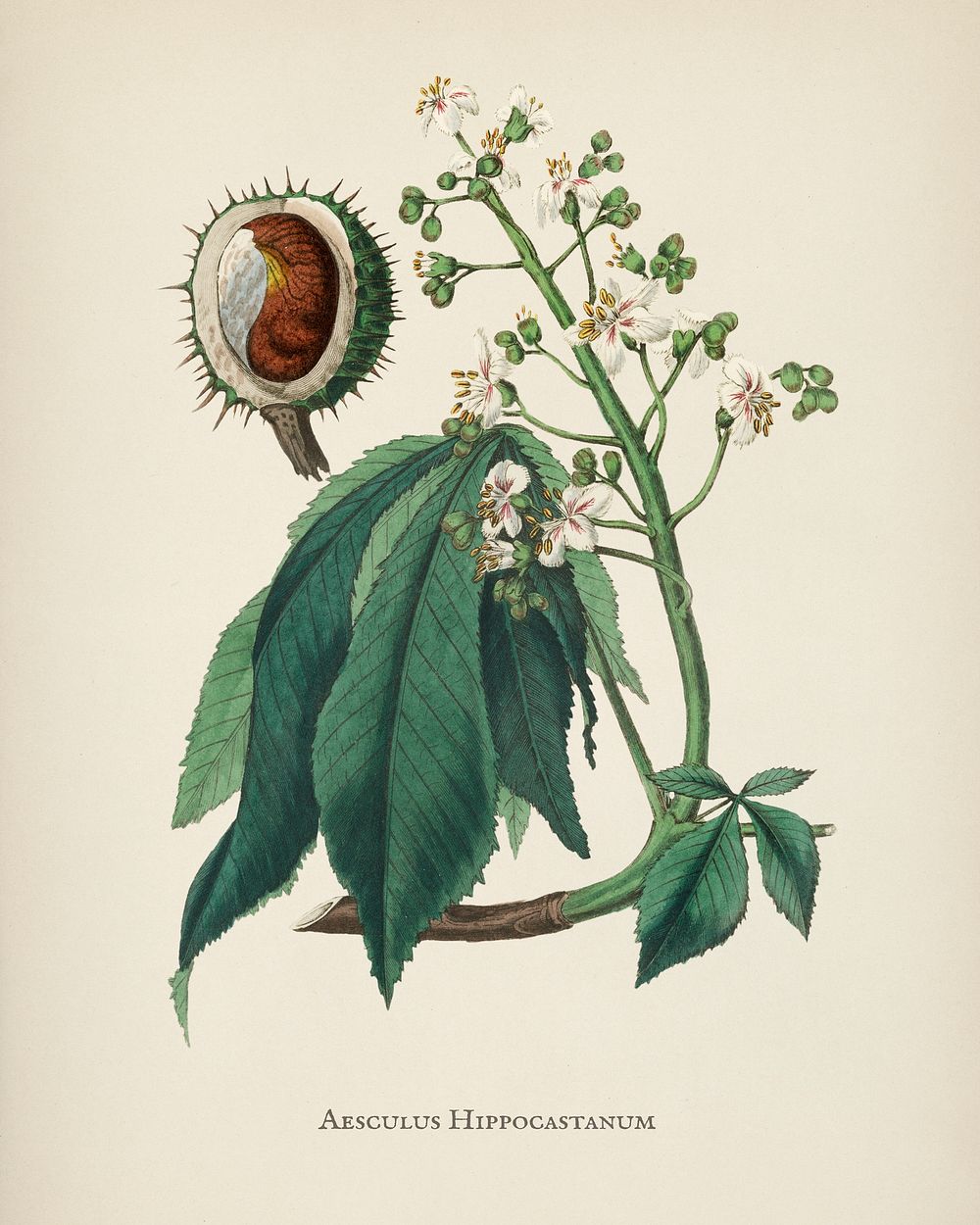 European horse-chestnut (Aesculus hippocastanum) illustration from Medical Botany (1836) by John Stephenson and James Morss…