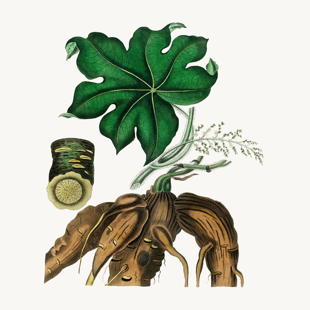 Psd botanical moonseed medicinal plant sketch