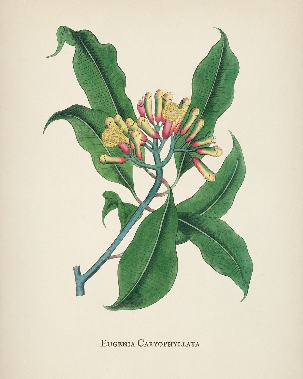 Cloves (Eugenia caryophyllata) illustration from Medical Botany (1836) by John Stephenson and James Morss Churchill.