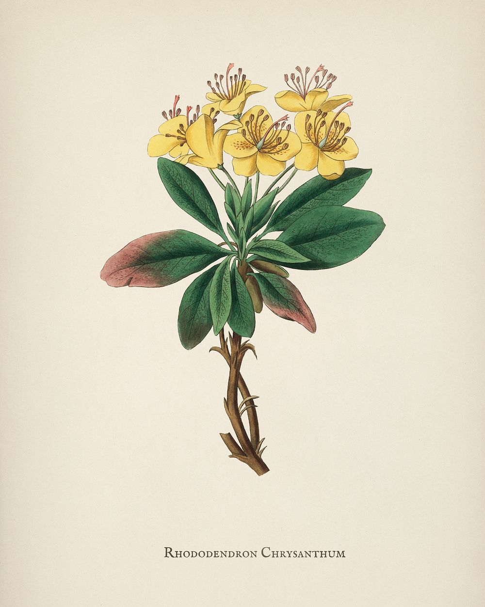 Gum benjamin tree (Rhododendron chrysanthum) illustration from Medical Botany (1836) by John Stephenson and James Morss…