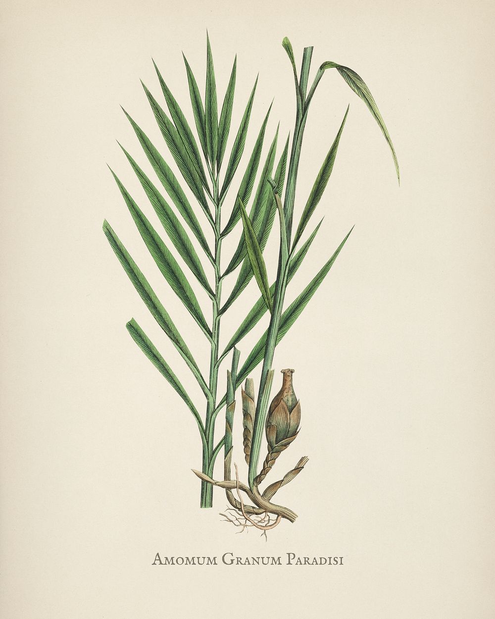 Amomum (Amomum granum) paradisi illustration from Medical Botany (1836) by John Stephenson and James Morss Churchill.