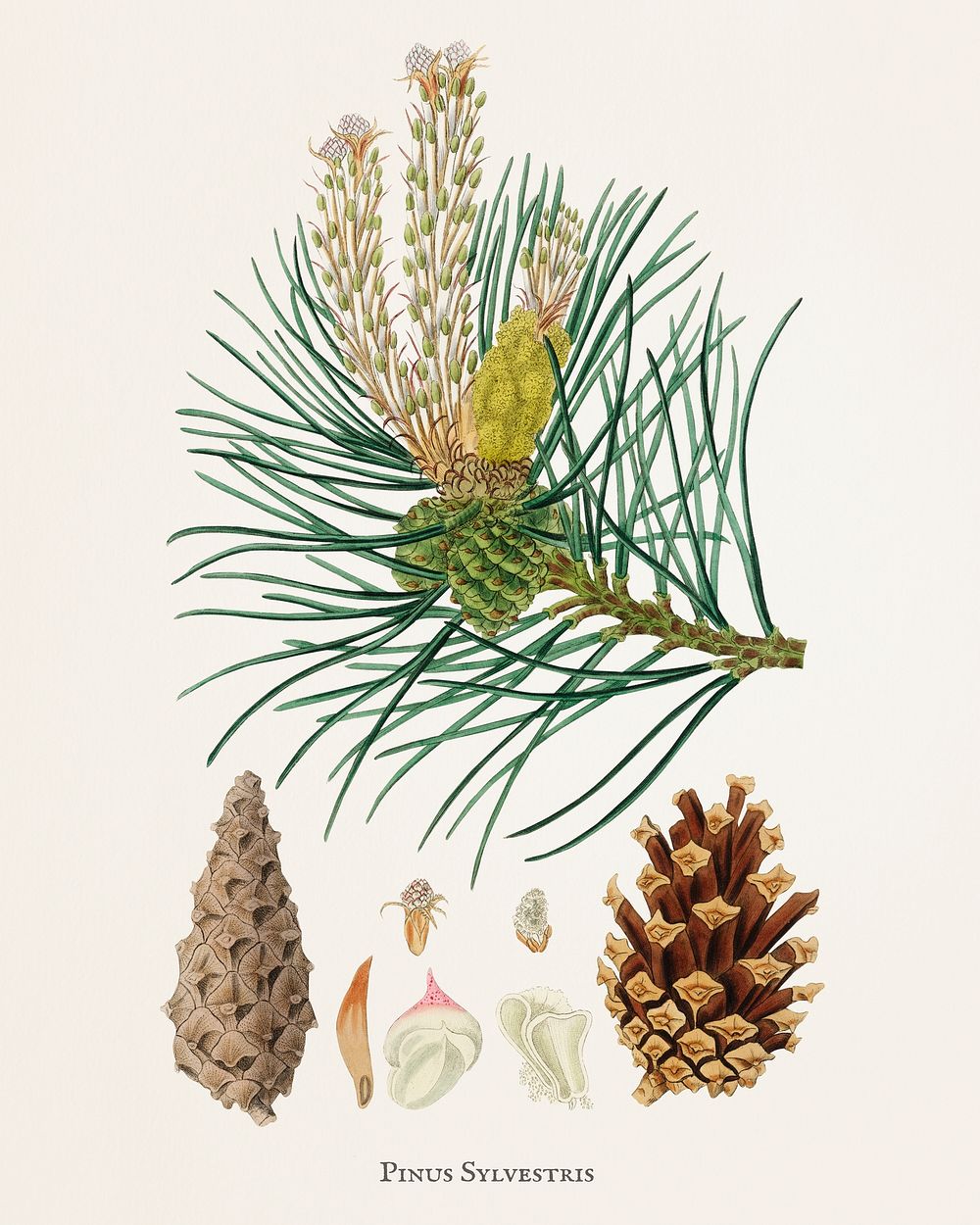 Scots pine (Pinus sylvestris) illustration from Medical Botany (1836) by John Stephenson and James Morss Churchill.